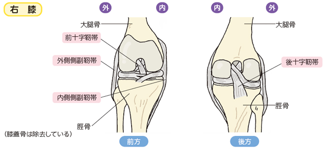 膝靭帯損傷：| かんテキWeb